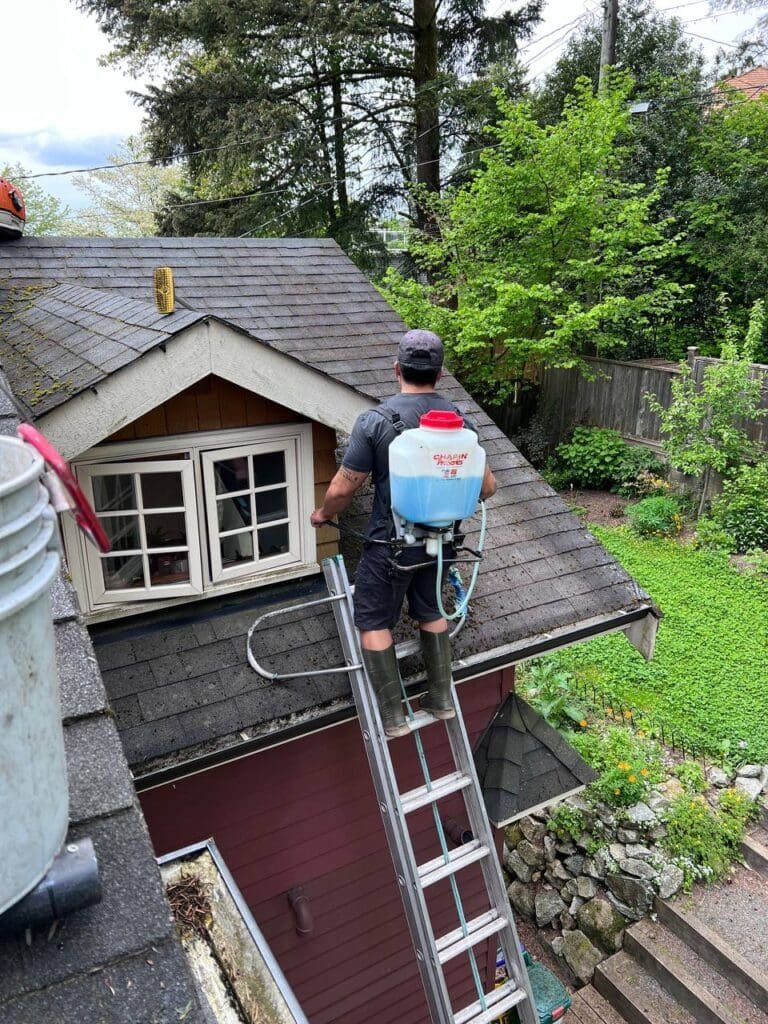 asphalt shingle roof cleaning