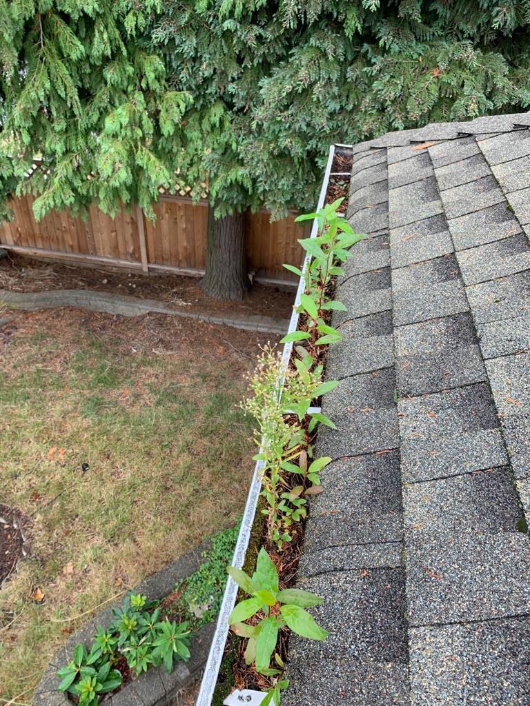 Gutter packed with leaves and debris before cleaning on a Vancouver residential roof