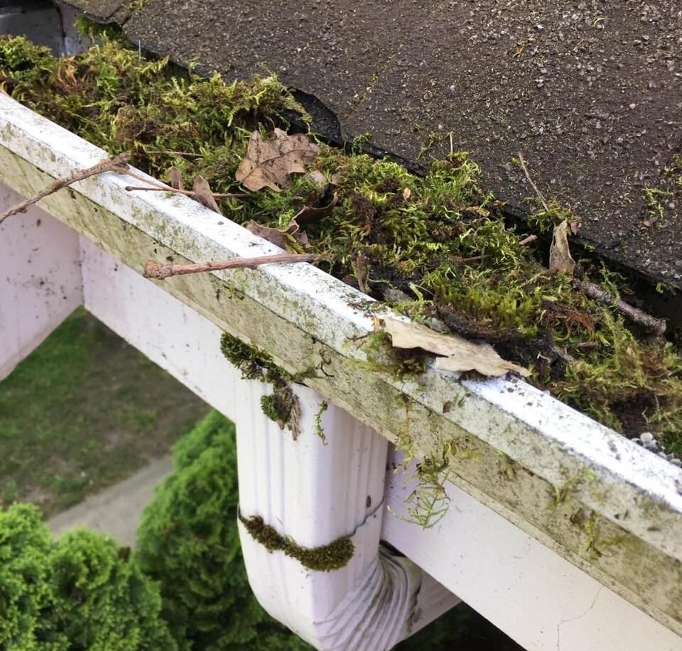 Gutter filled with moss leaves and debris before cleaning in Vancouver