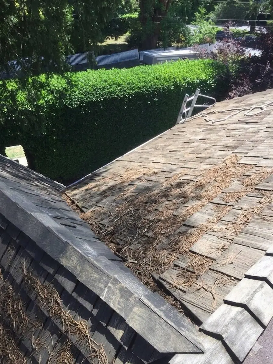 Roof with leaves and debris before cleaning in Vancouver