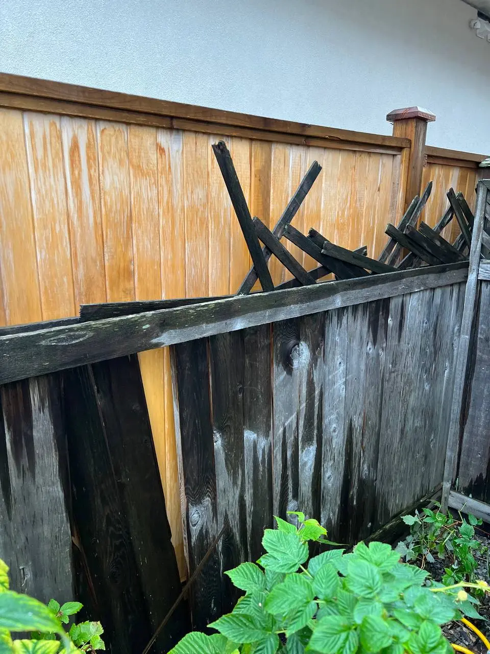 Before wood fence panel replacement in Burnaby showing broken and rotting fence panels