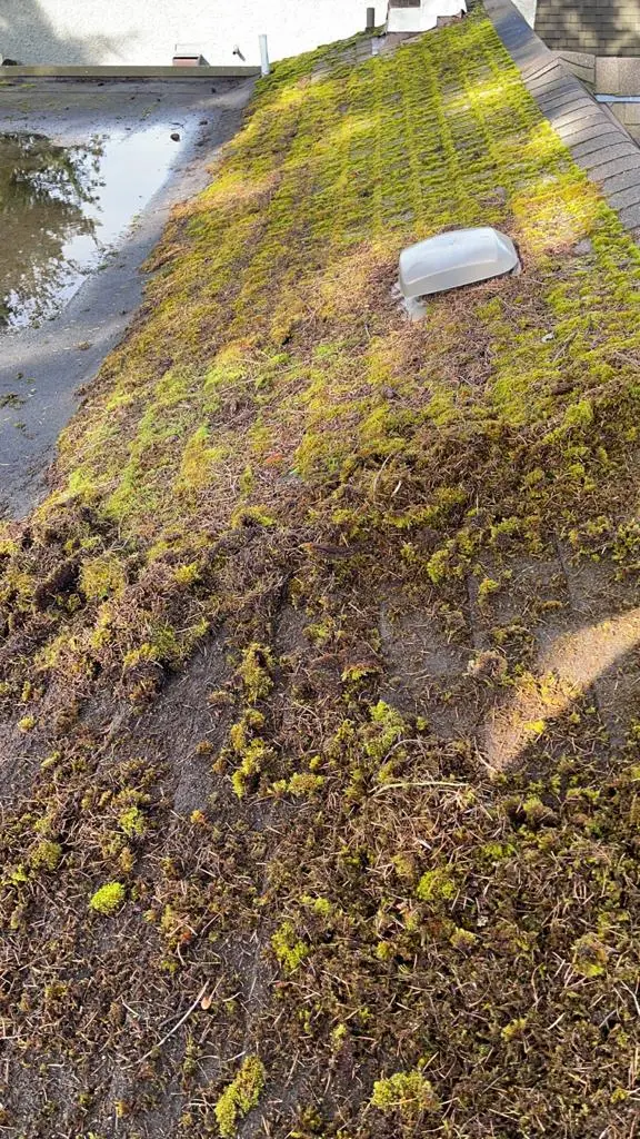 Moss removal in vancouver