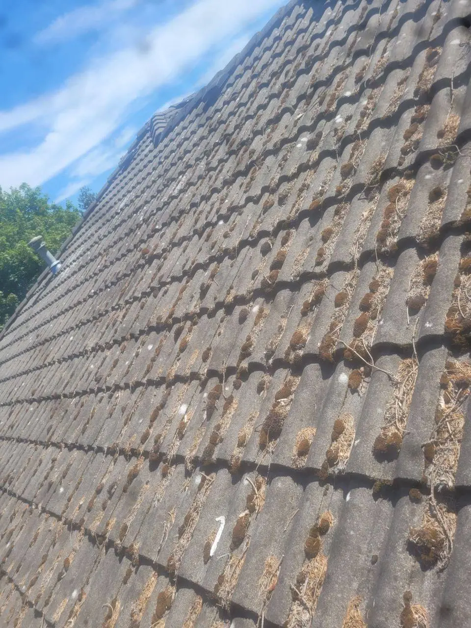 Before professional roof cleaning in Vancouver