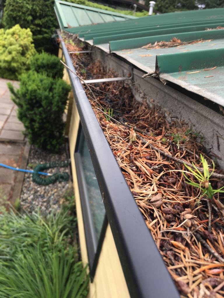 Pine needles and organic debris collecting in a gutter