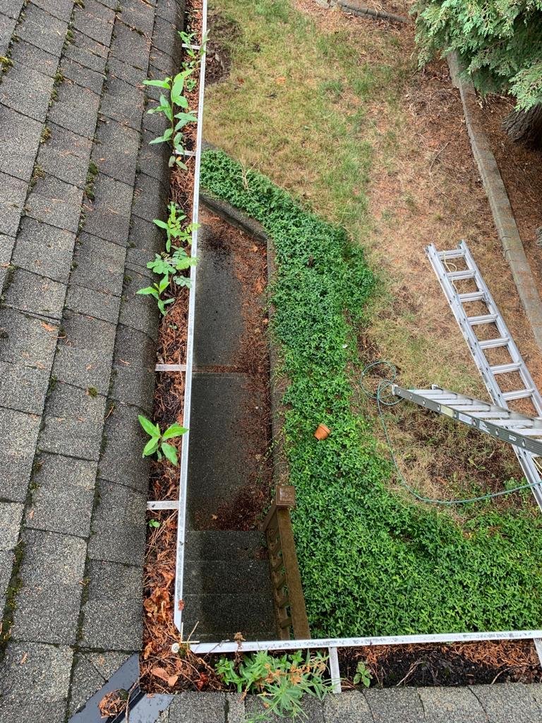 Plants growing inside a neglected gutter