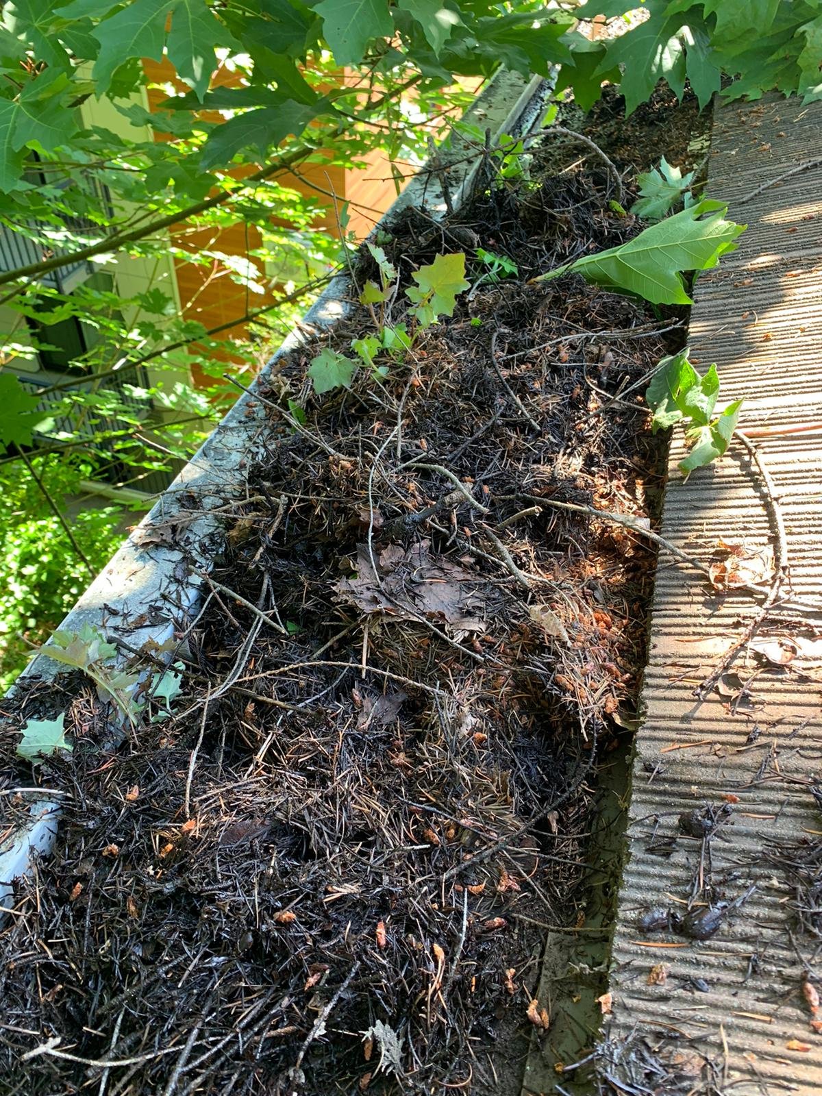 Twigs and roof debris collecting inside a dirty gutter