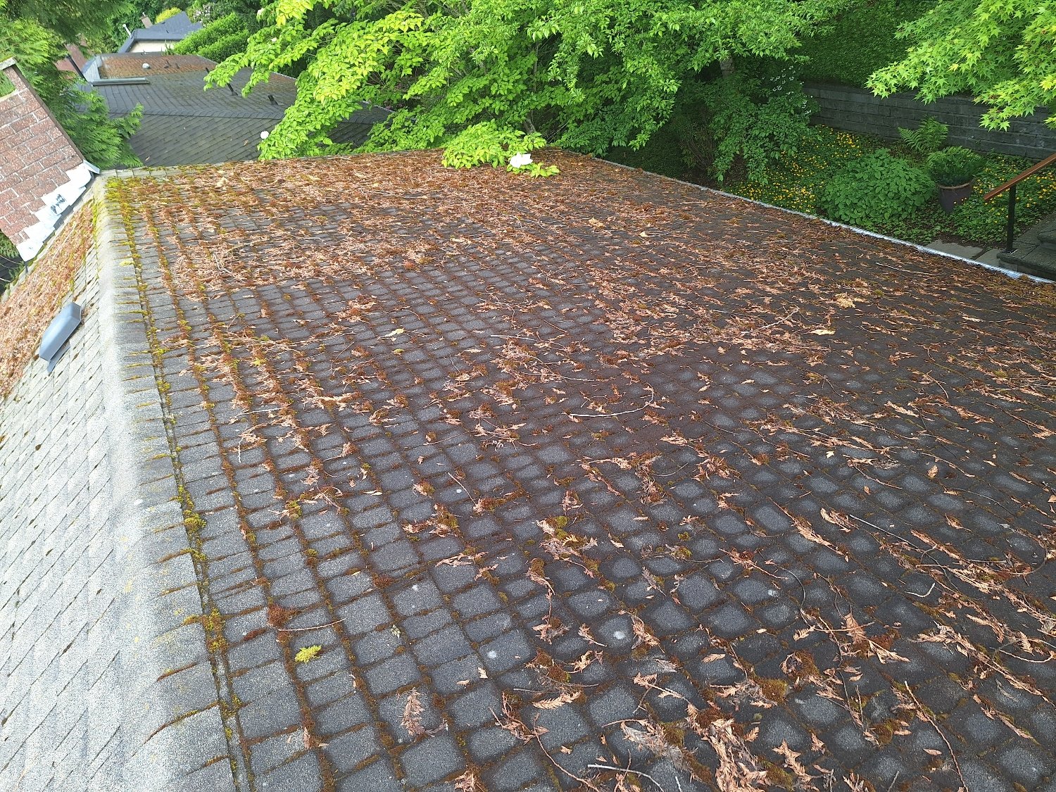 Moss covered asphalt shingle roof before brush cleaning