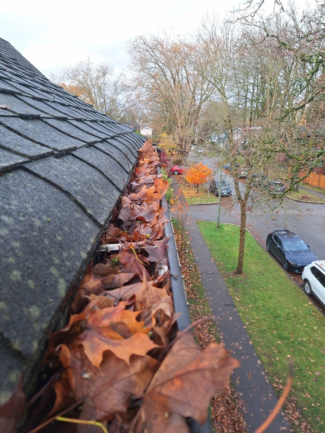 Leaves collecting inside a Vancouver gutter near a downspout