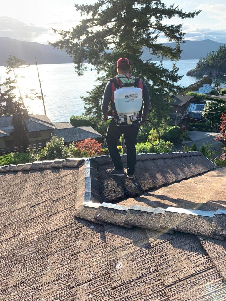 Quick Sidekick technician applying spray-on moss treatment to a Vancouver roof