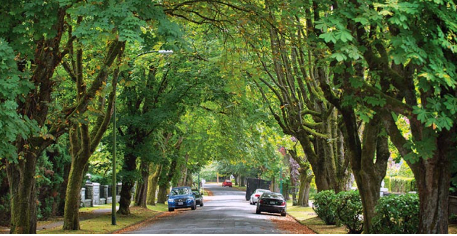 Tree-lined residential street in Shaughnessy Vancouver