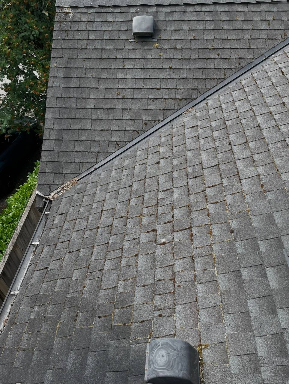 Roof covered with established moss before roof moss removal in Vancouver