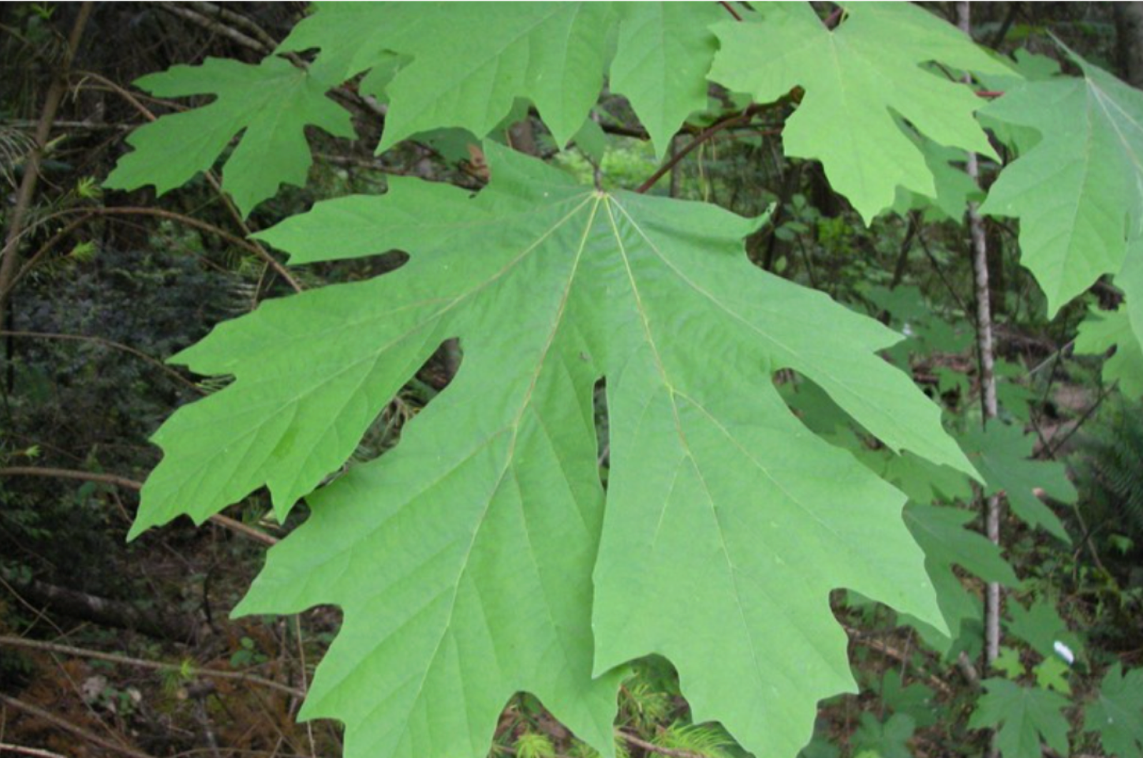 Bigleaf maple leaves in Vancouver