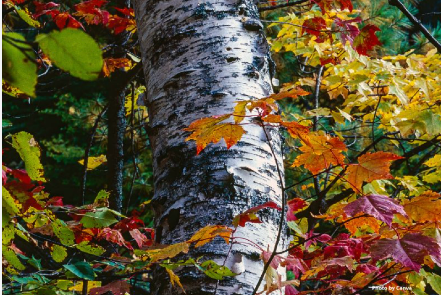 Birch tree and leaves