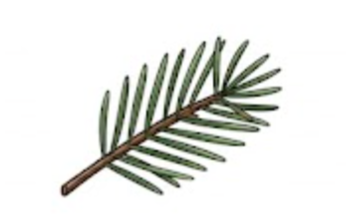 Pine needles collecting inside gutters