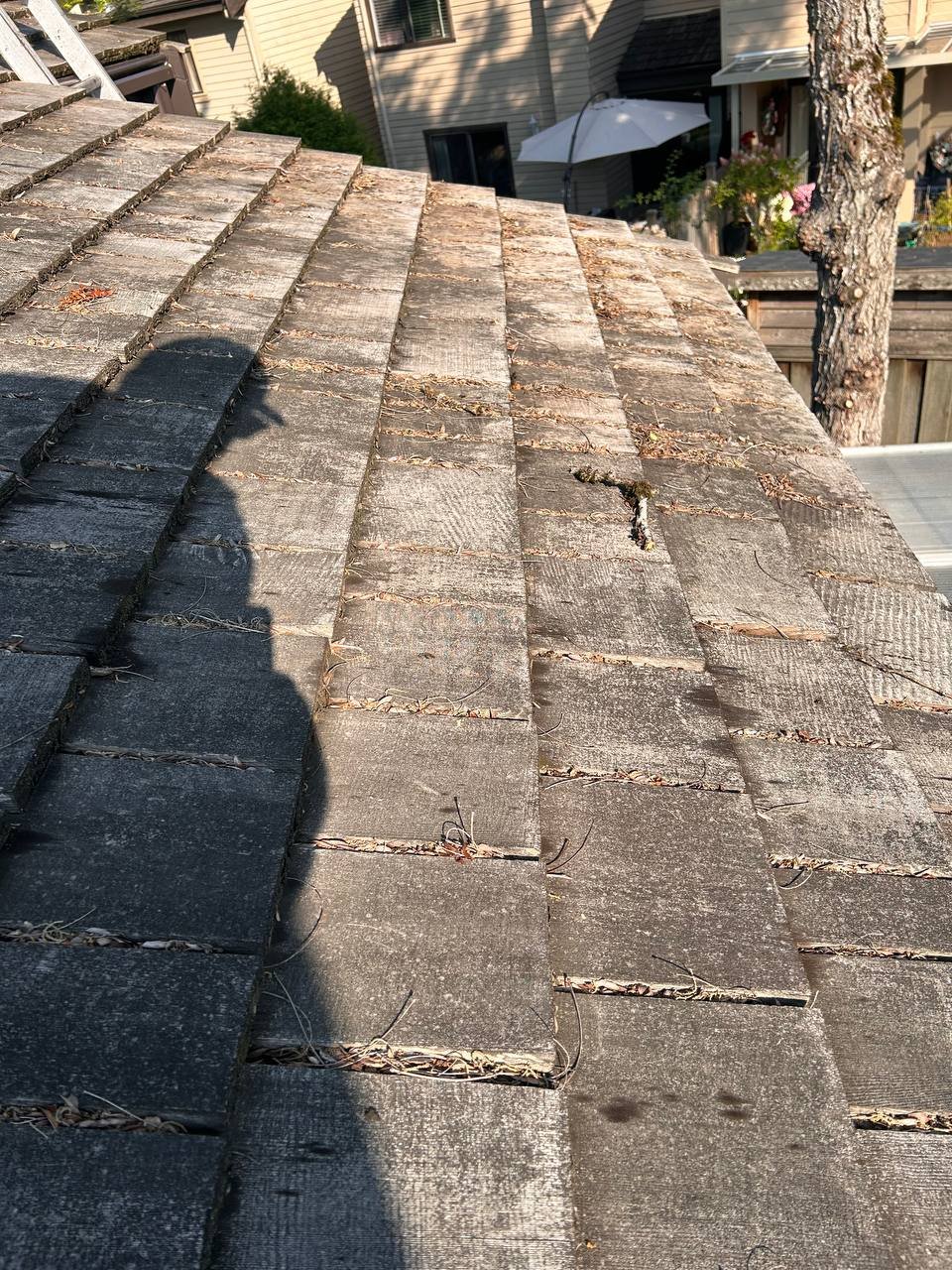 Cedar roof covered with debris before roof blowing