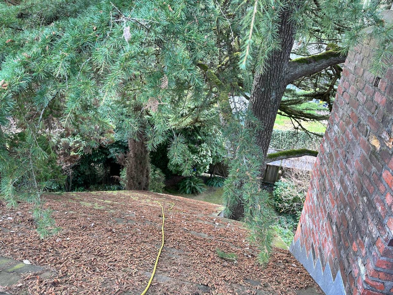 Cedar roof before professional debris removal in Vancouver