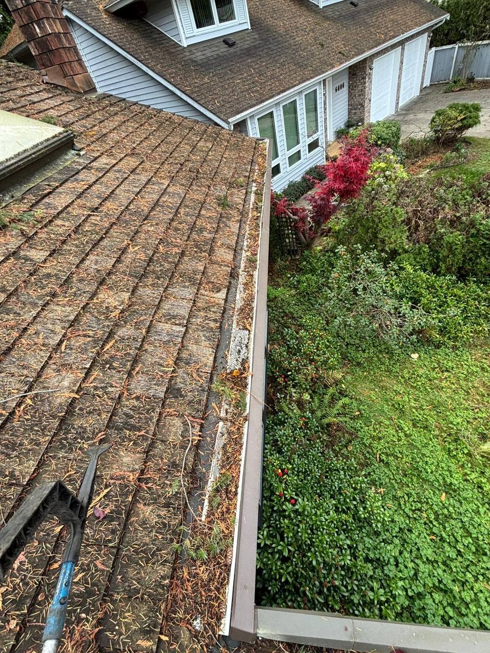Cedar roof with leaves needles and organic debris