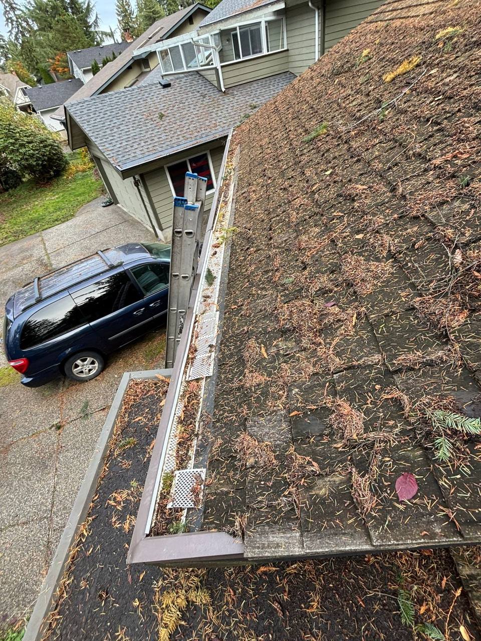 Fir and pine needles trapped between cedar roof shakes