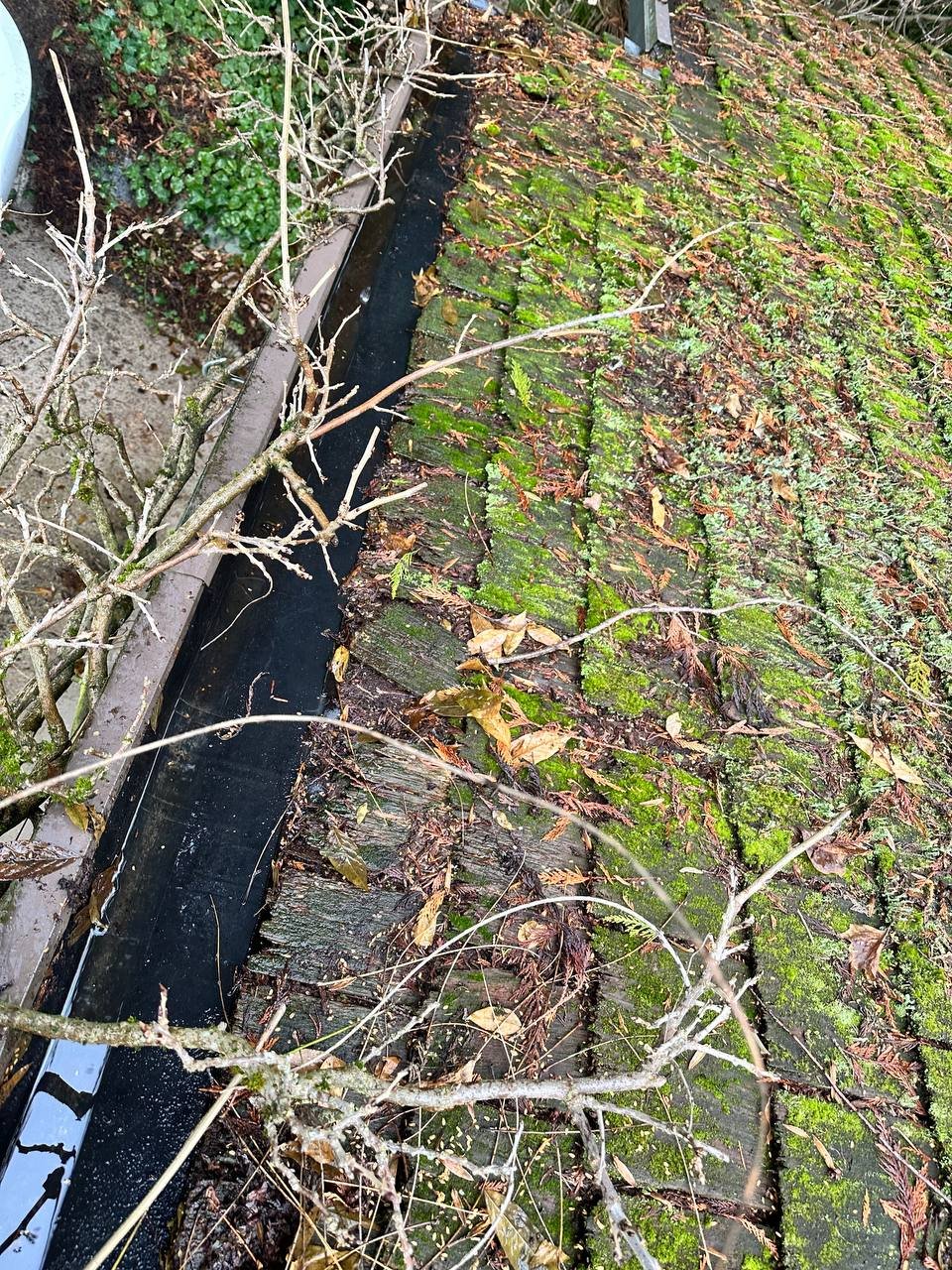Moss buildup on an older cedar shake roof in Vancouver