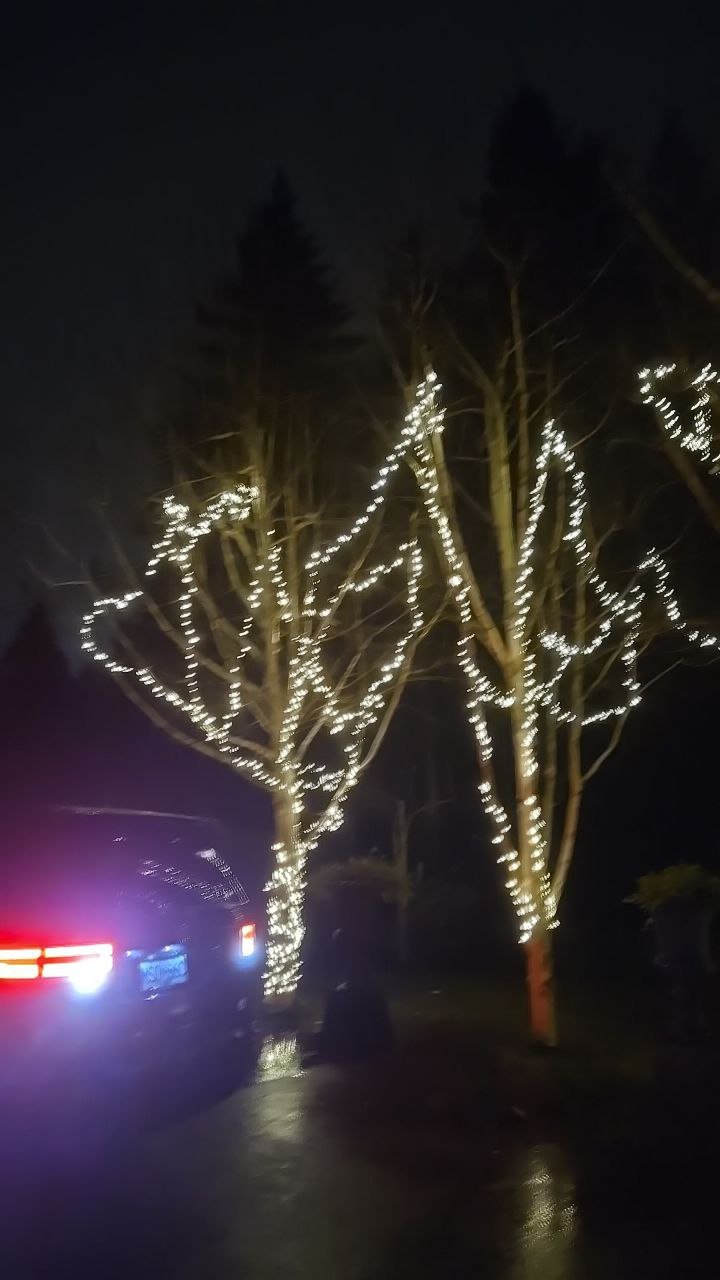 Christmas lights installed on trees in Vancouver