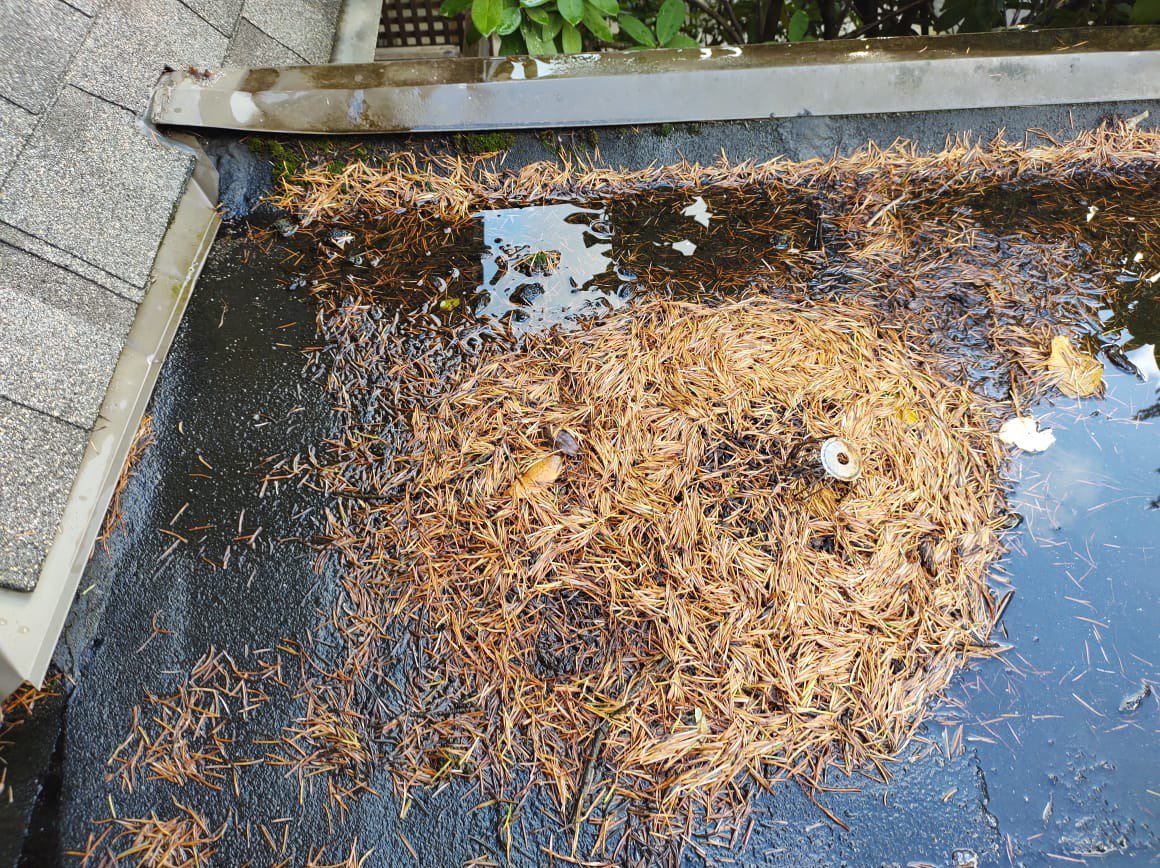 Leaves and debris blocking a flat roof drain