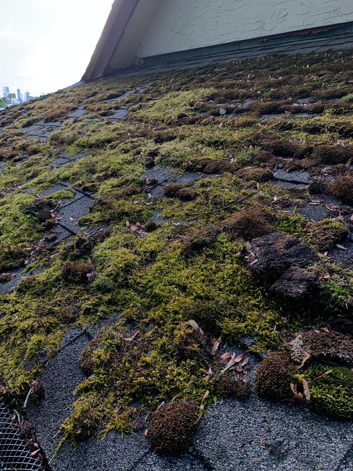 Roof moss removal before cleaning on a Vancouver property