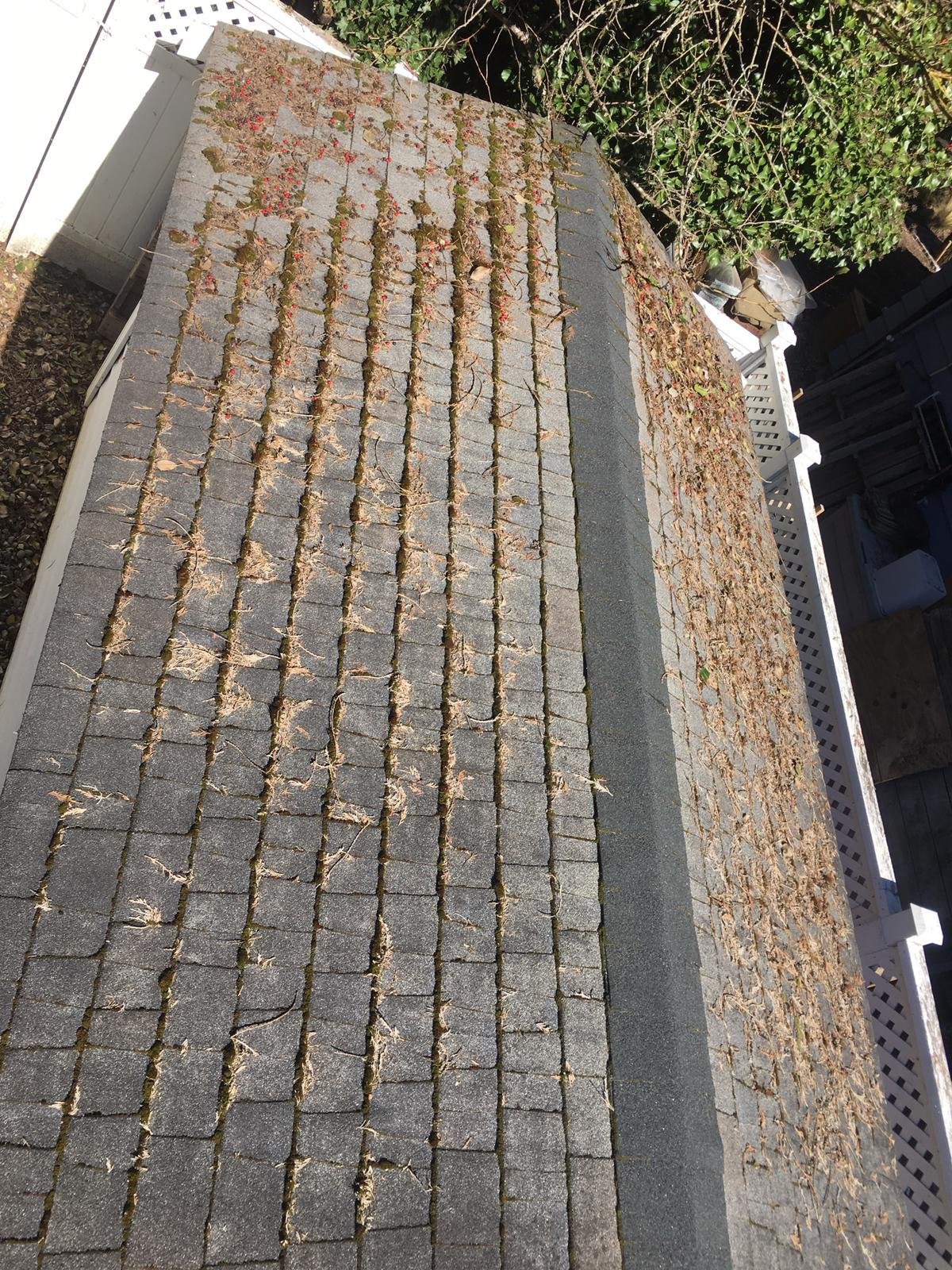 Asphalt shingle roof with established moss before cleaning