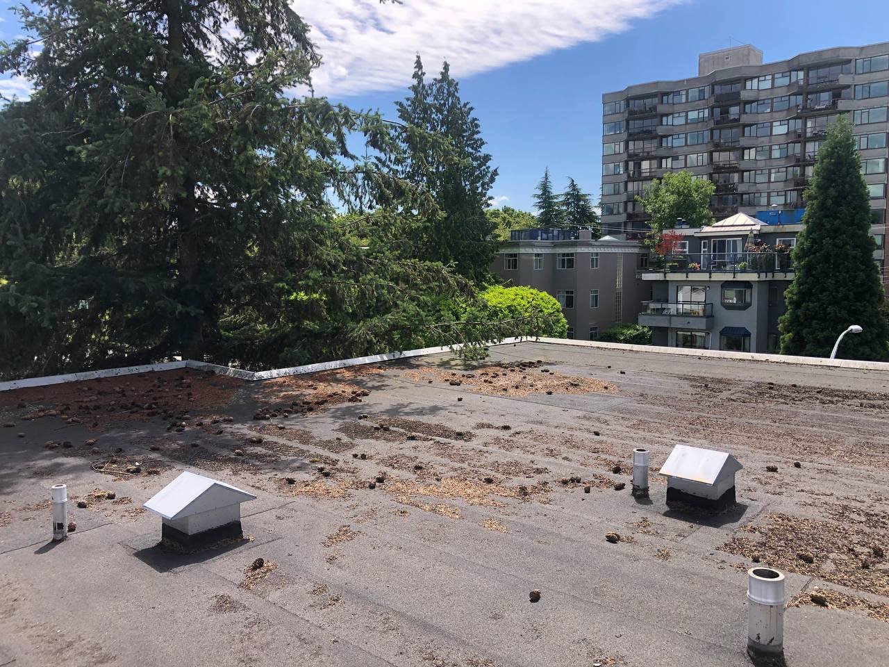 Flat roof drain before cleaning with leaves and debris around the drain