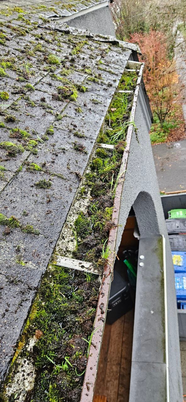 Gutter packed with wet debris moss and organic material in Vancouver
