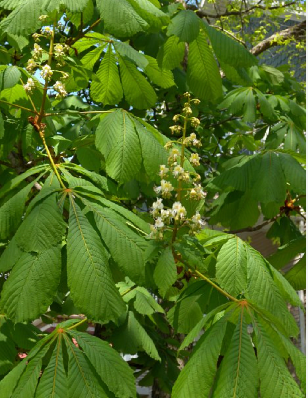 Horse chestnut leaves and nuts