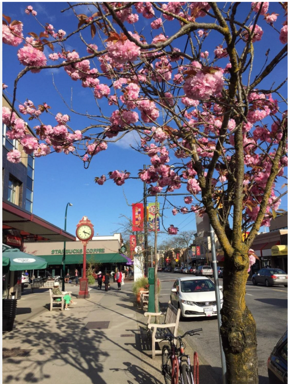 Mature trees and homes in Kerrisdale Vancouver