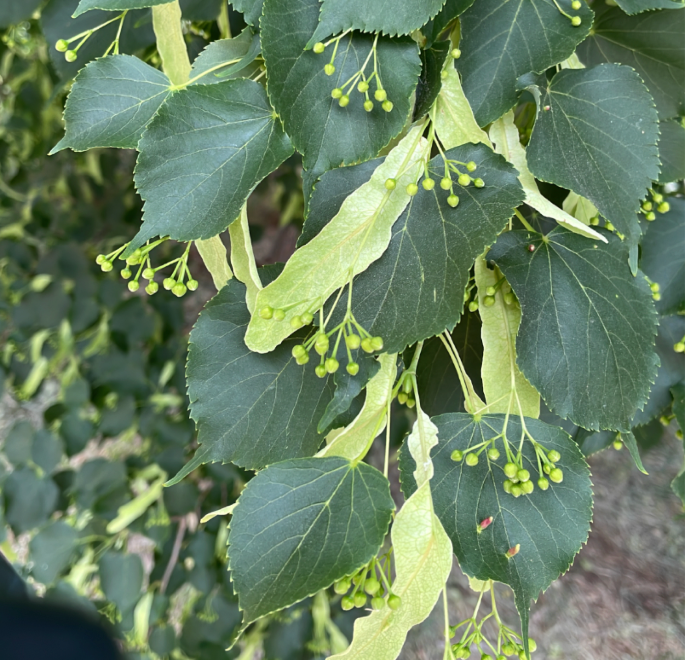 Linden tree leaves commonly found in Vancouver