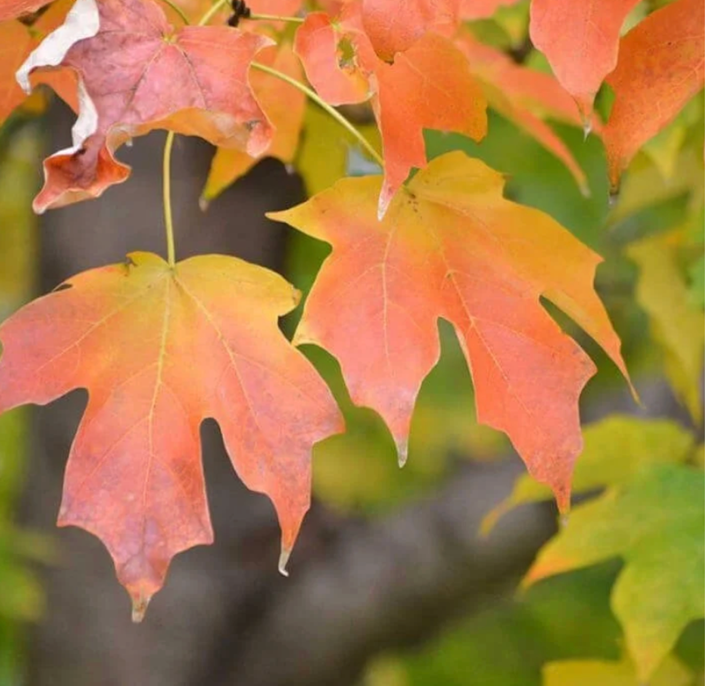 Other maple trees and leaves commonly found around Vancouver homes