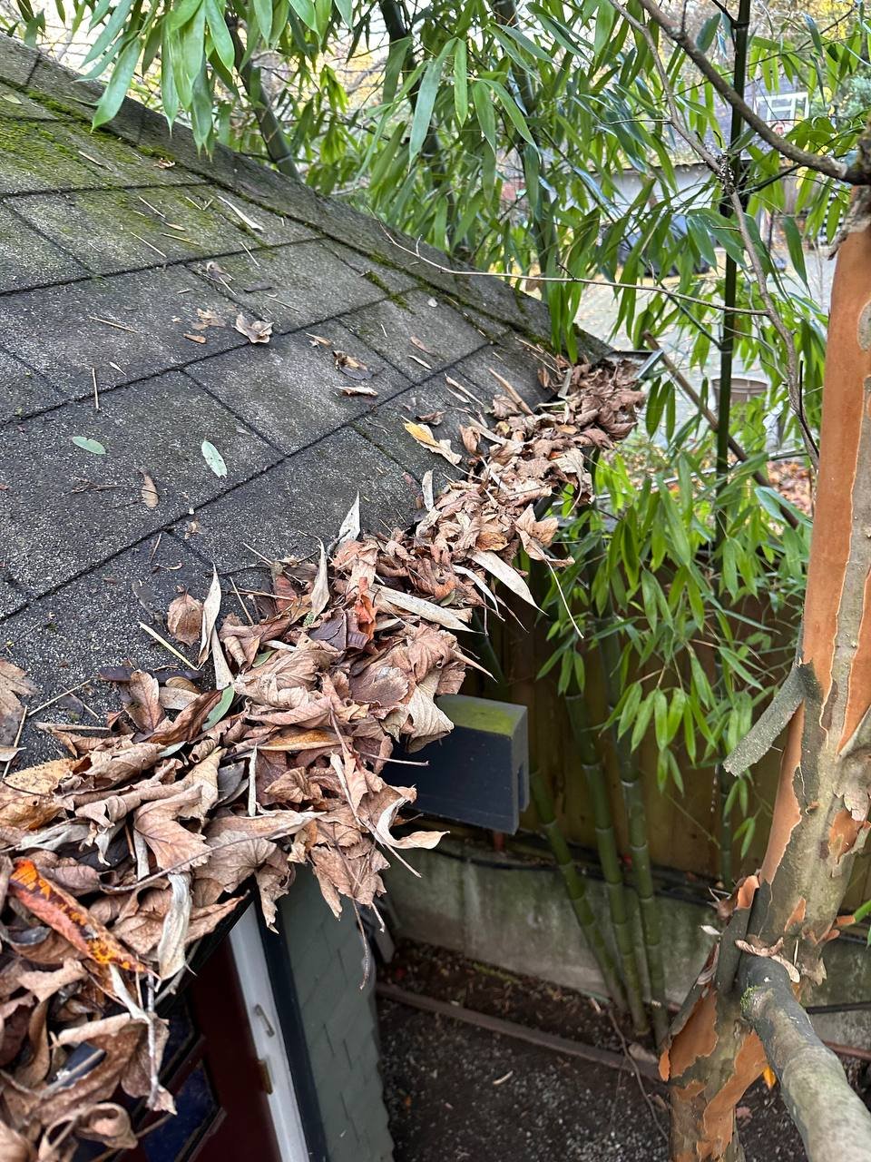 Leaves and roof debris collected near a gutter on a Vancouver home