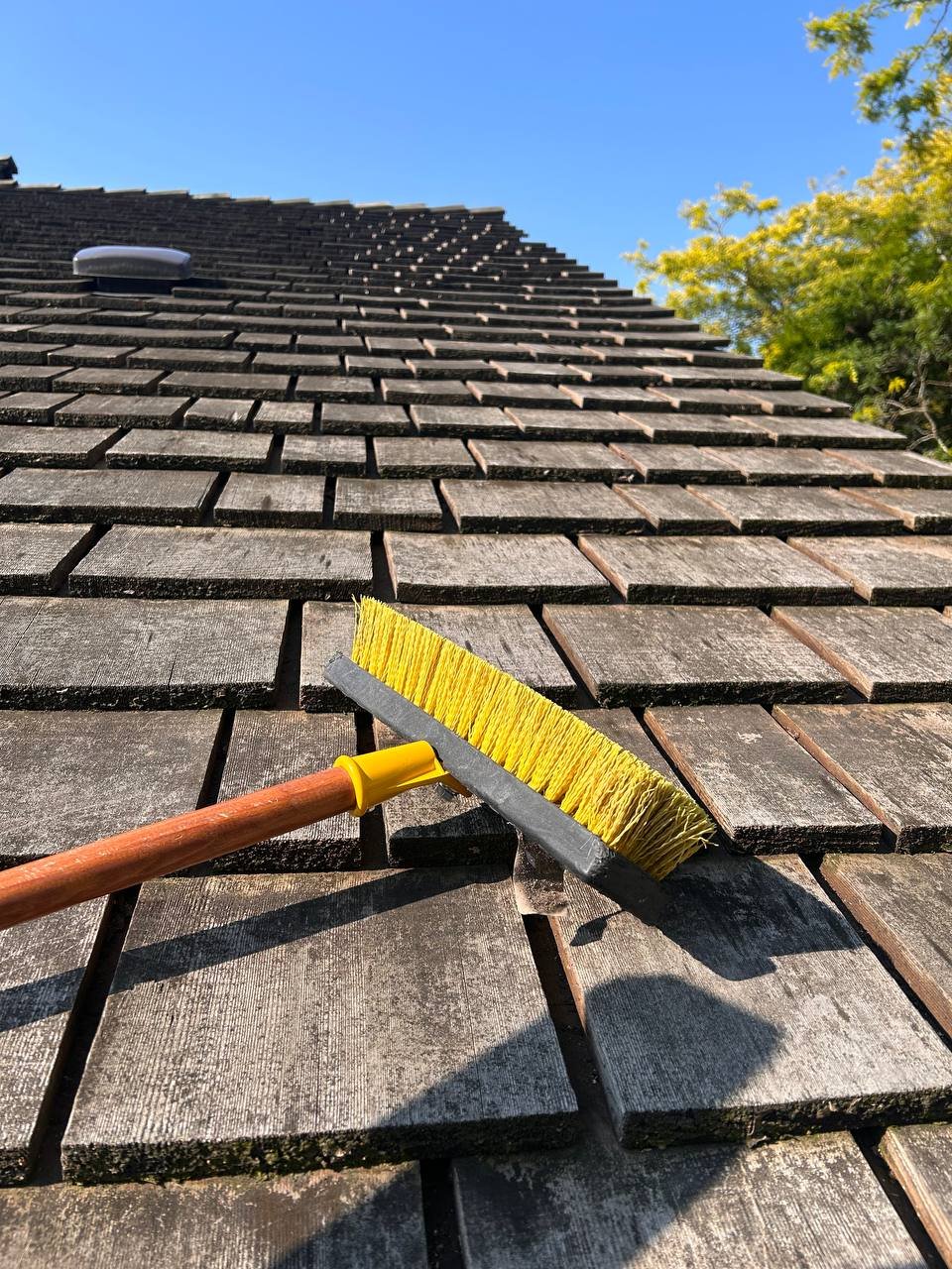 Moss-covered Vancouver roof that may need roof moss removal