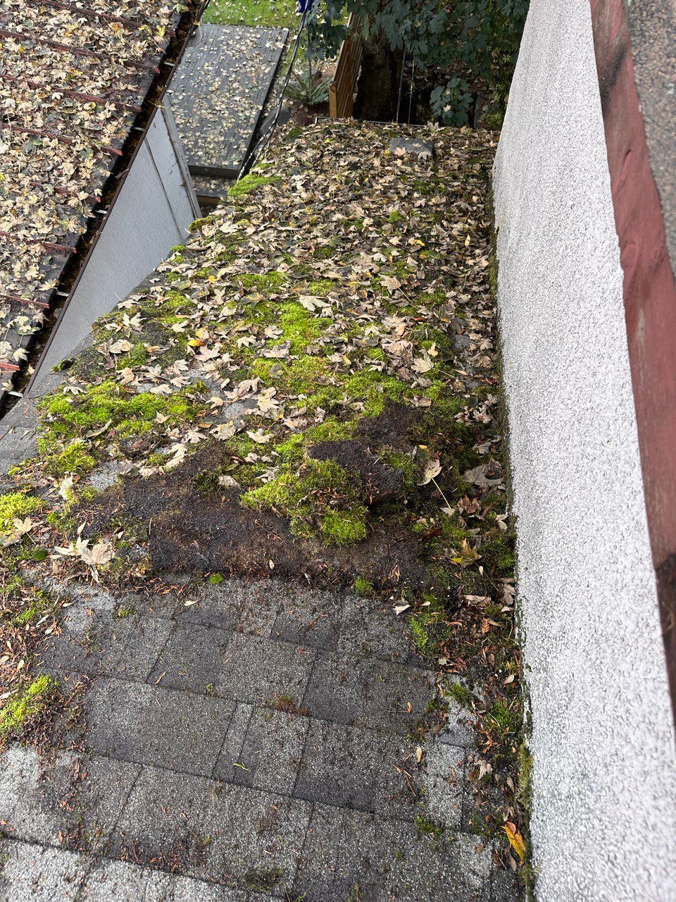 Before moss and staining removal from asphalt shingle roof