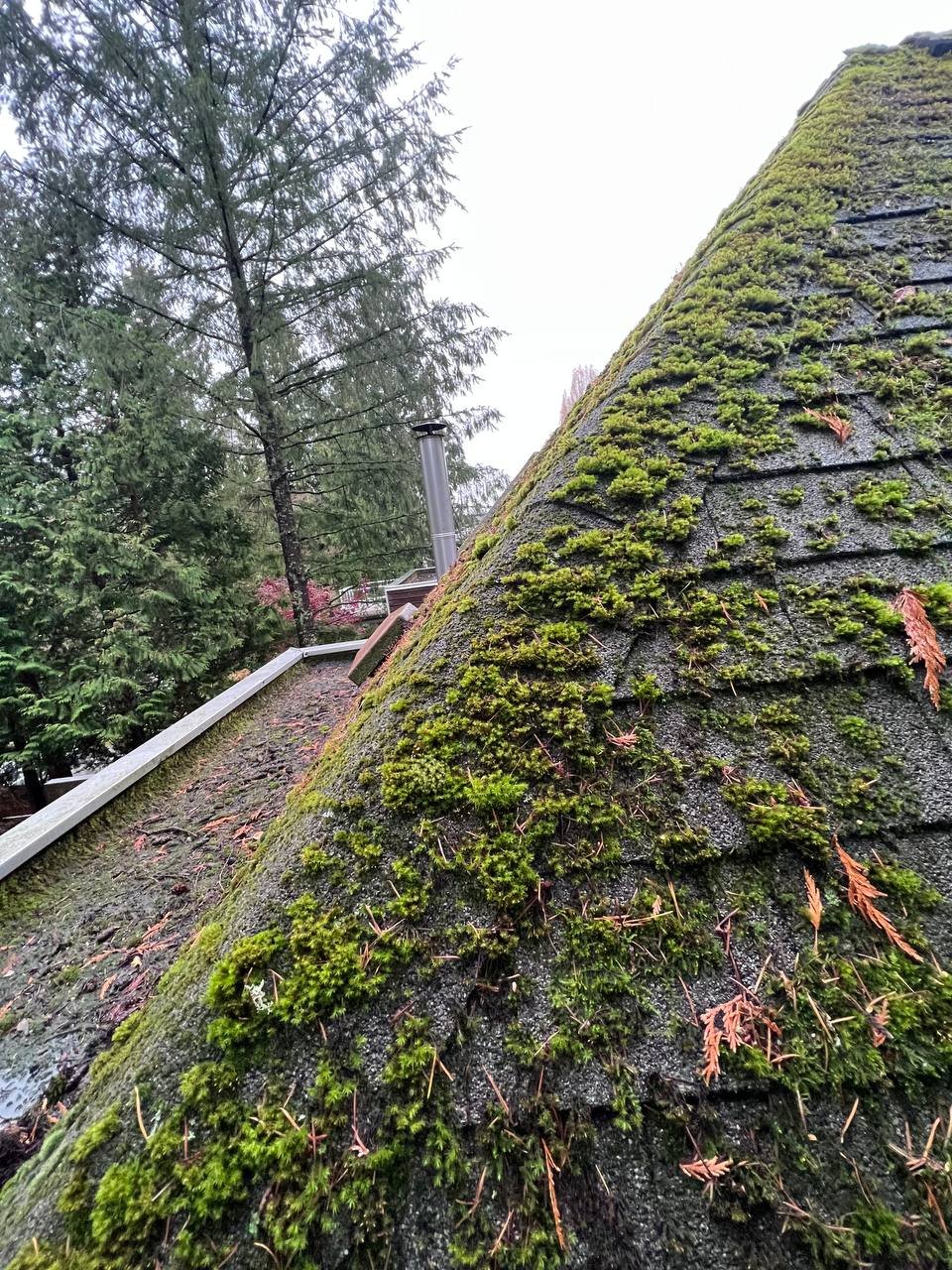 Moss growing on asphalt shingles in Vancouver