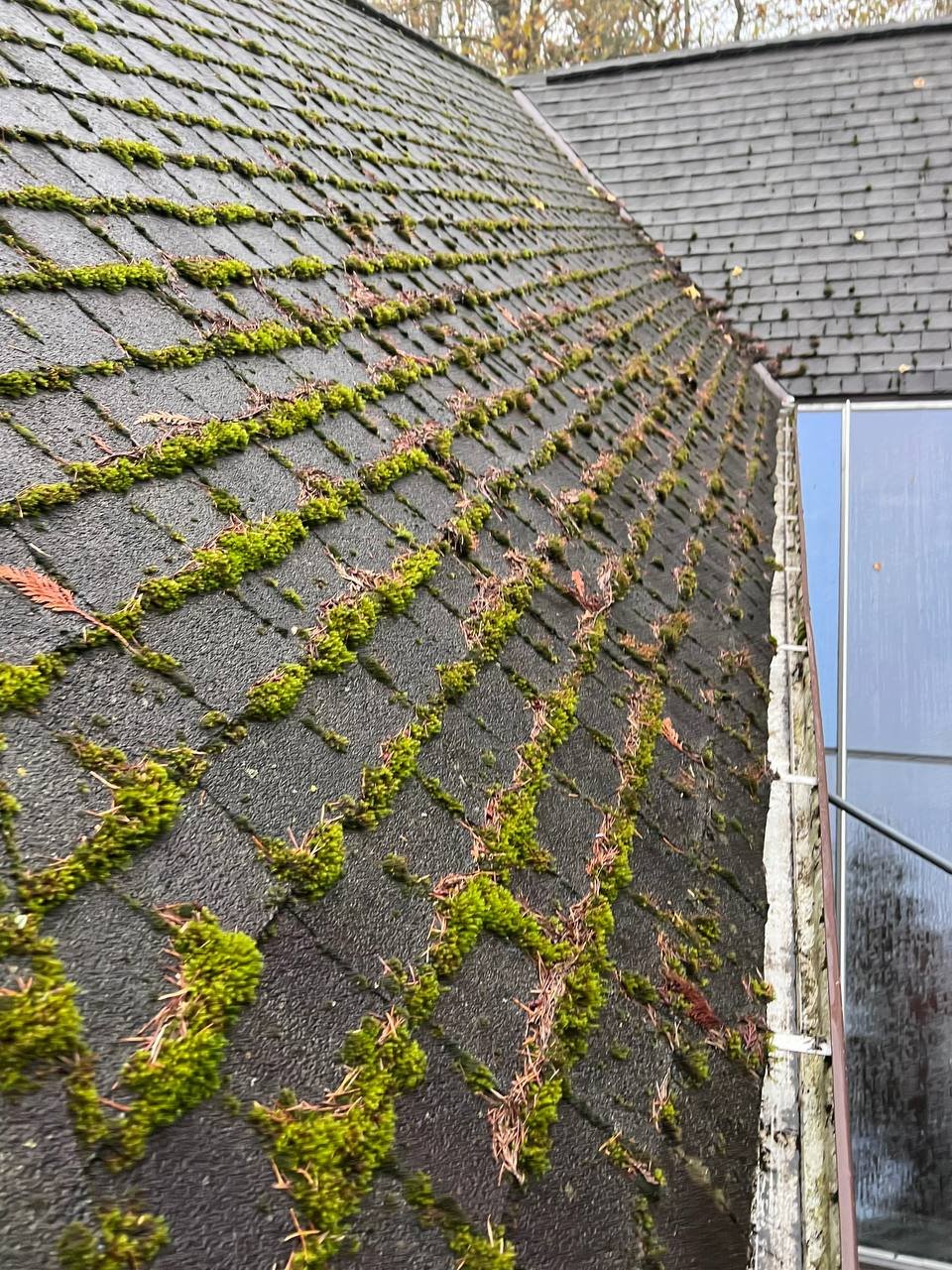 Moss and organic growth on asphalt shingle roof in Vancouver