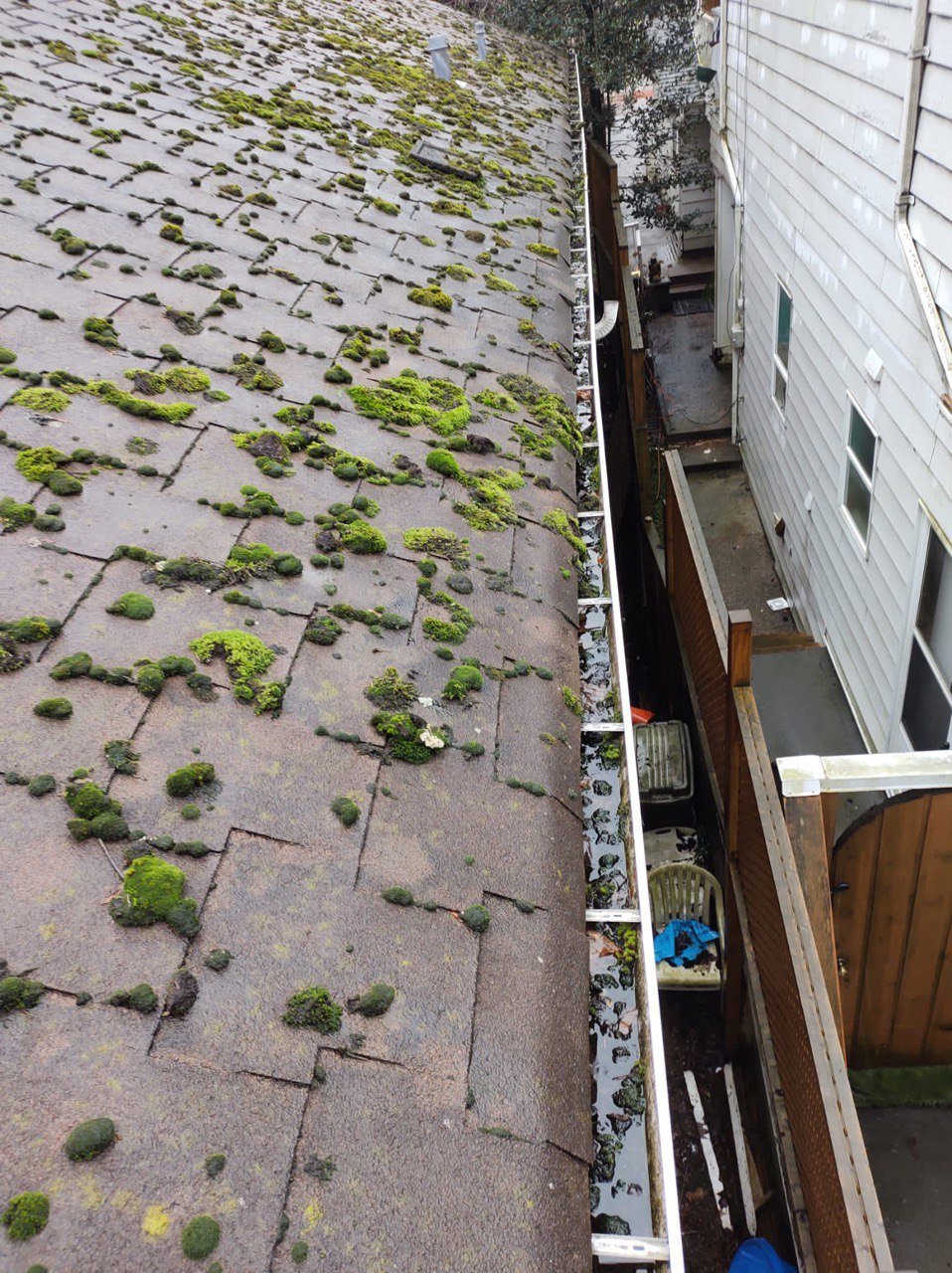 Moss growing on an asphalt shingle roof in Vancouver near mature trees