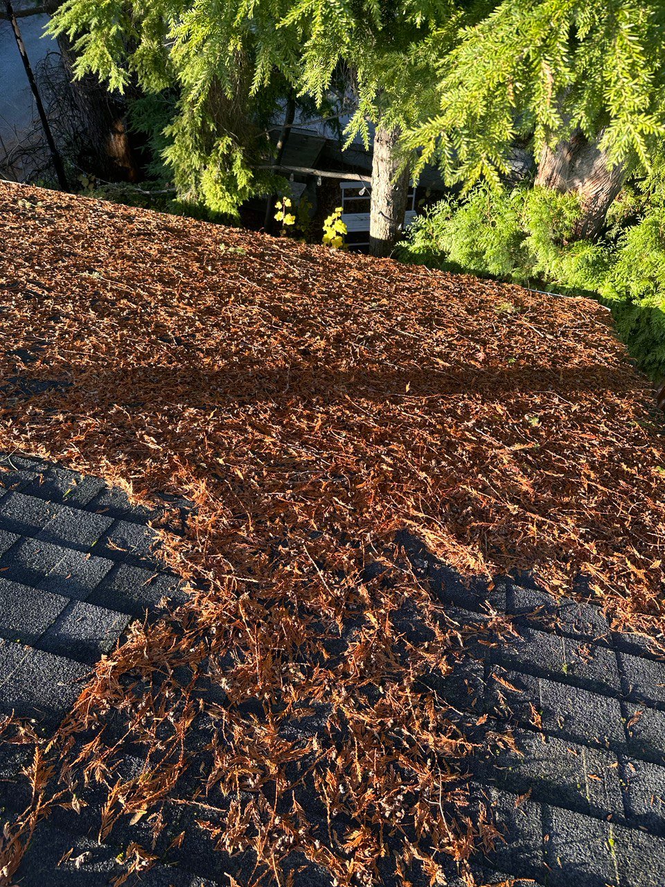 Asphalt shingle roof with leaves and debris before cleaning