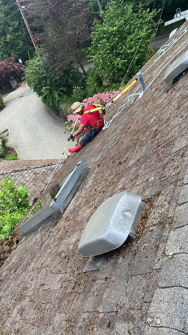 Moss on asphalt shingle roof before brush cleaning in Vancouver