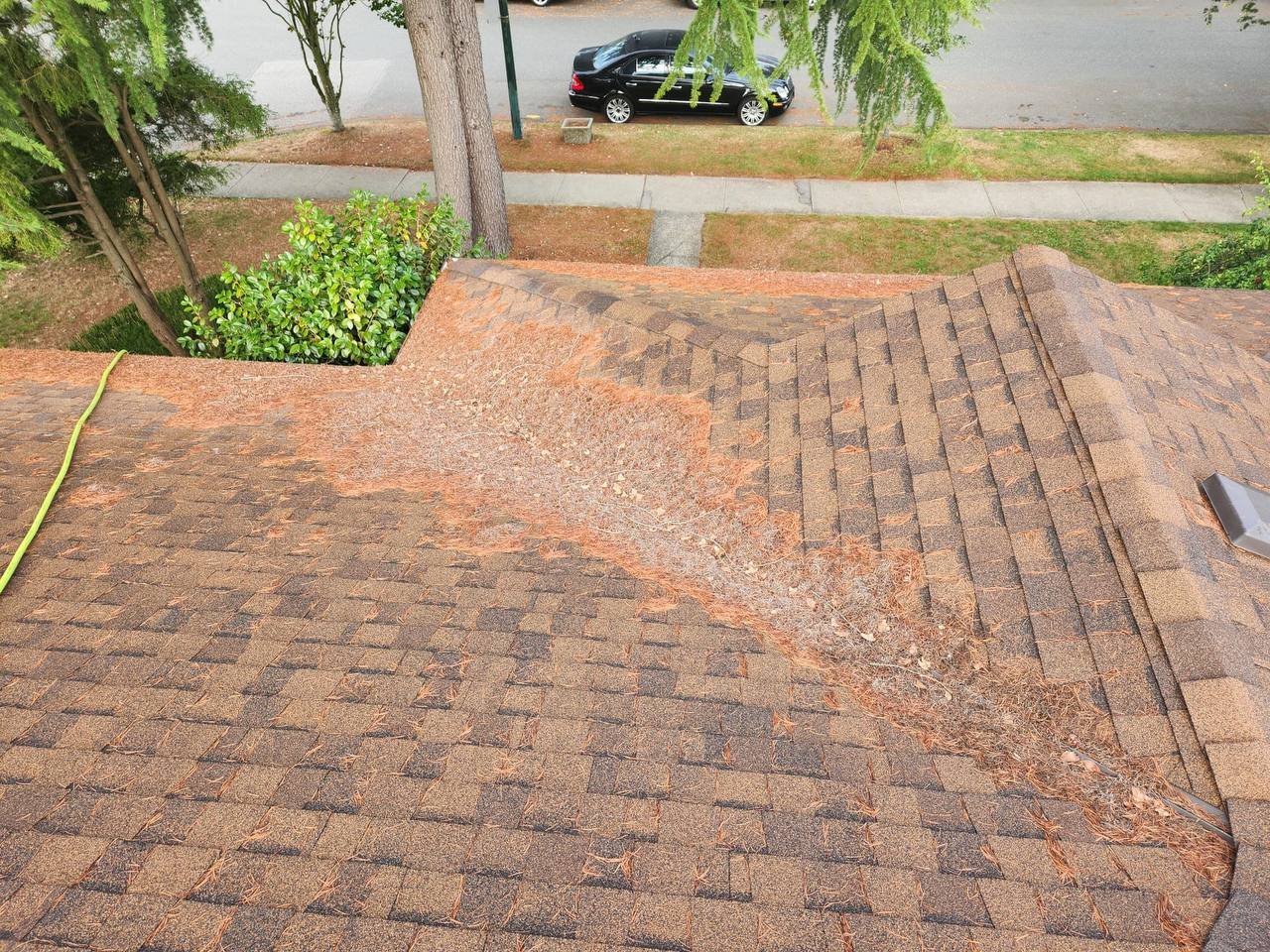 Roof surface with leaves and loose debris before cleaning