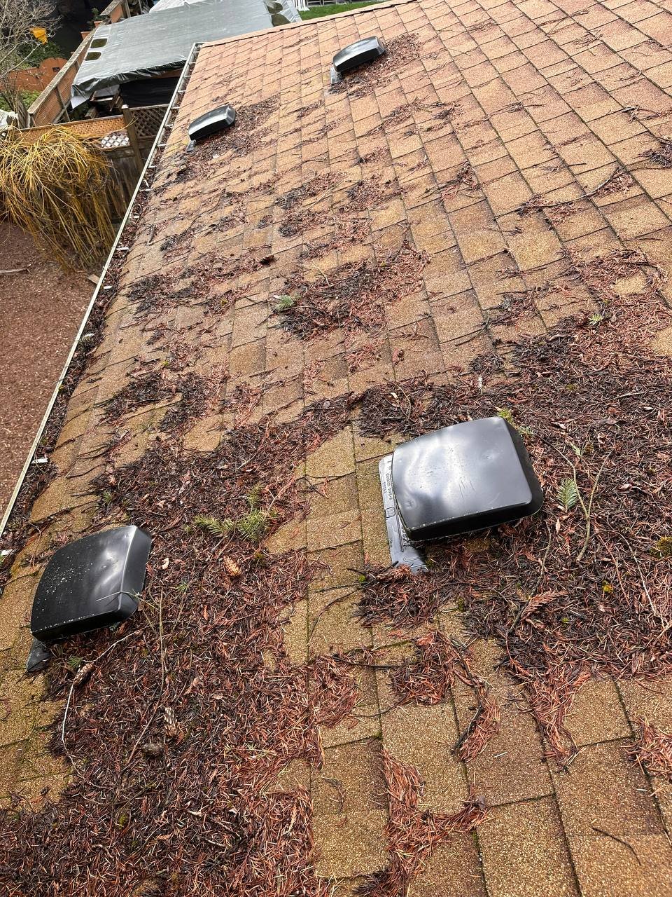 Leaves pine needles and debris collected on asphalt shingle roof in Vancouver