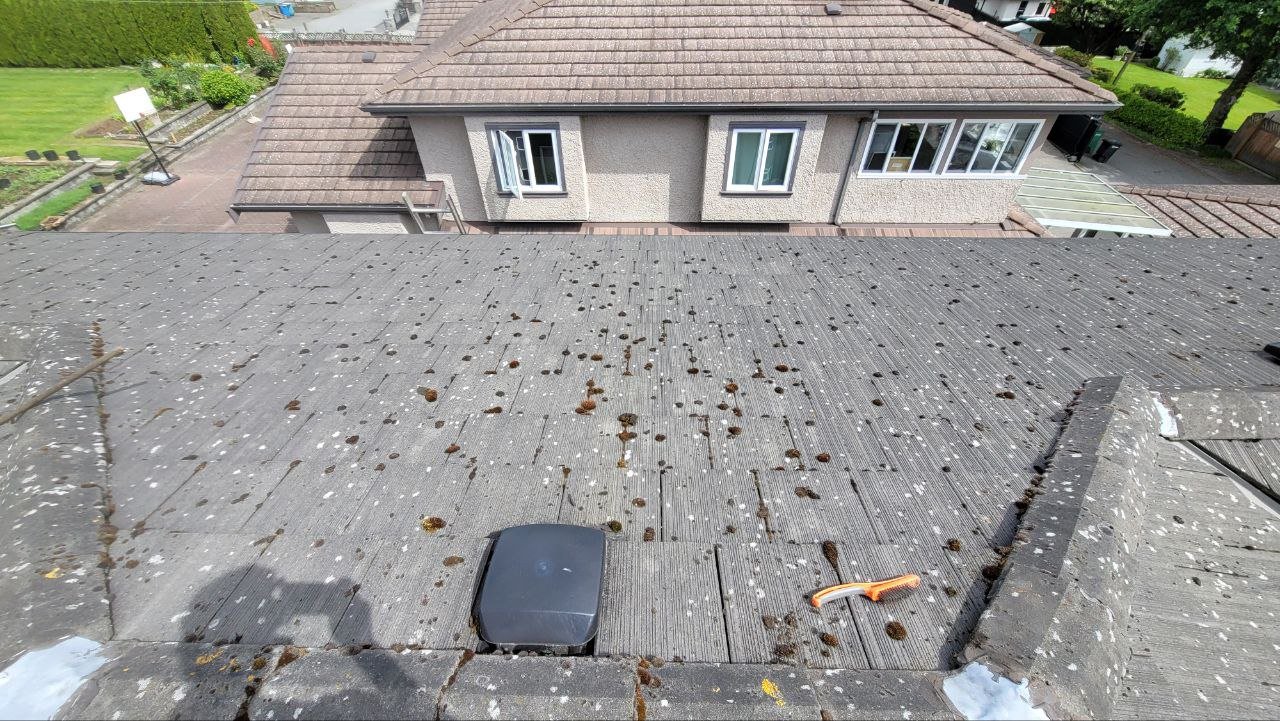 Tile roof with moss growth in Vancouver