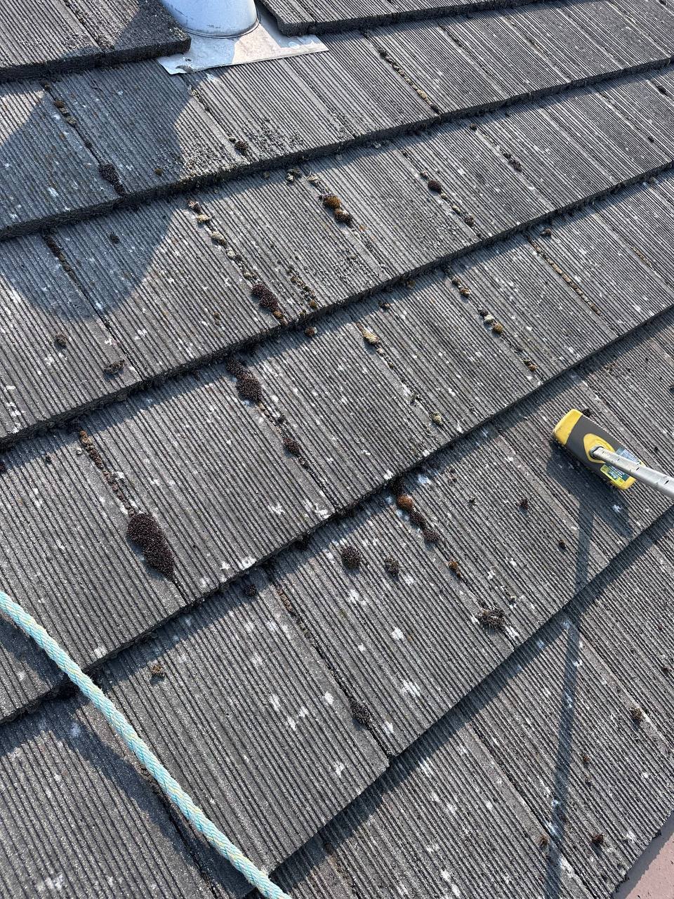 Moss buildup on a roof in Vancouver