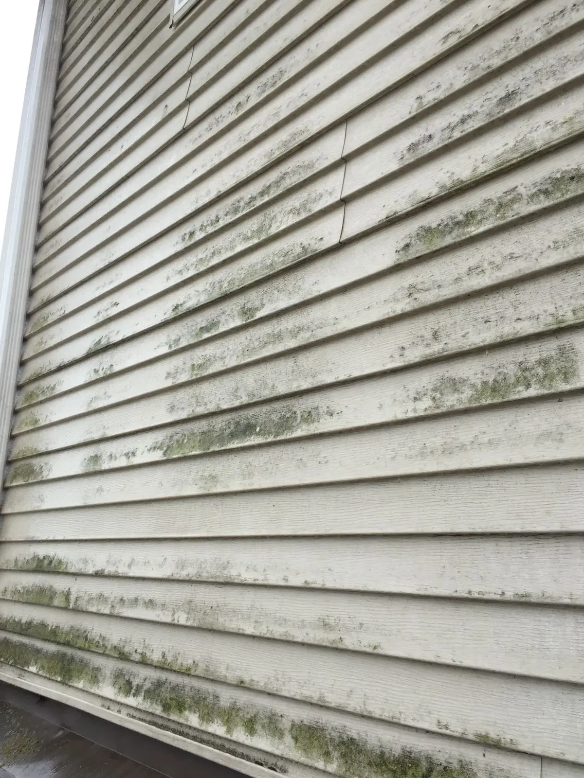 Dirty house siding with organic buildup in Vancouver