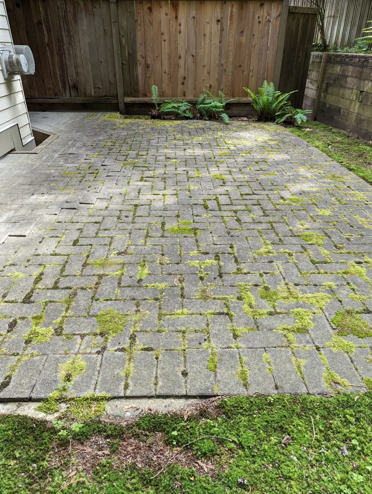 Moss buildup on paving stones and hard surfaces in Vancouver