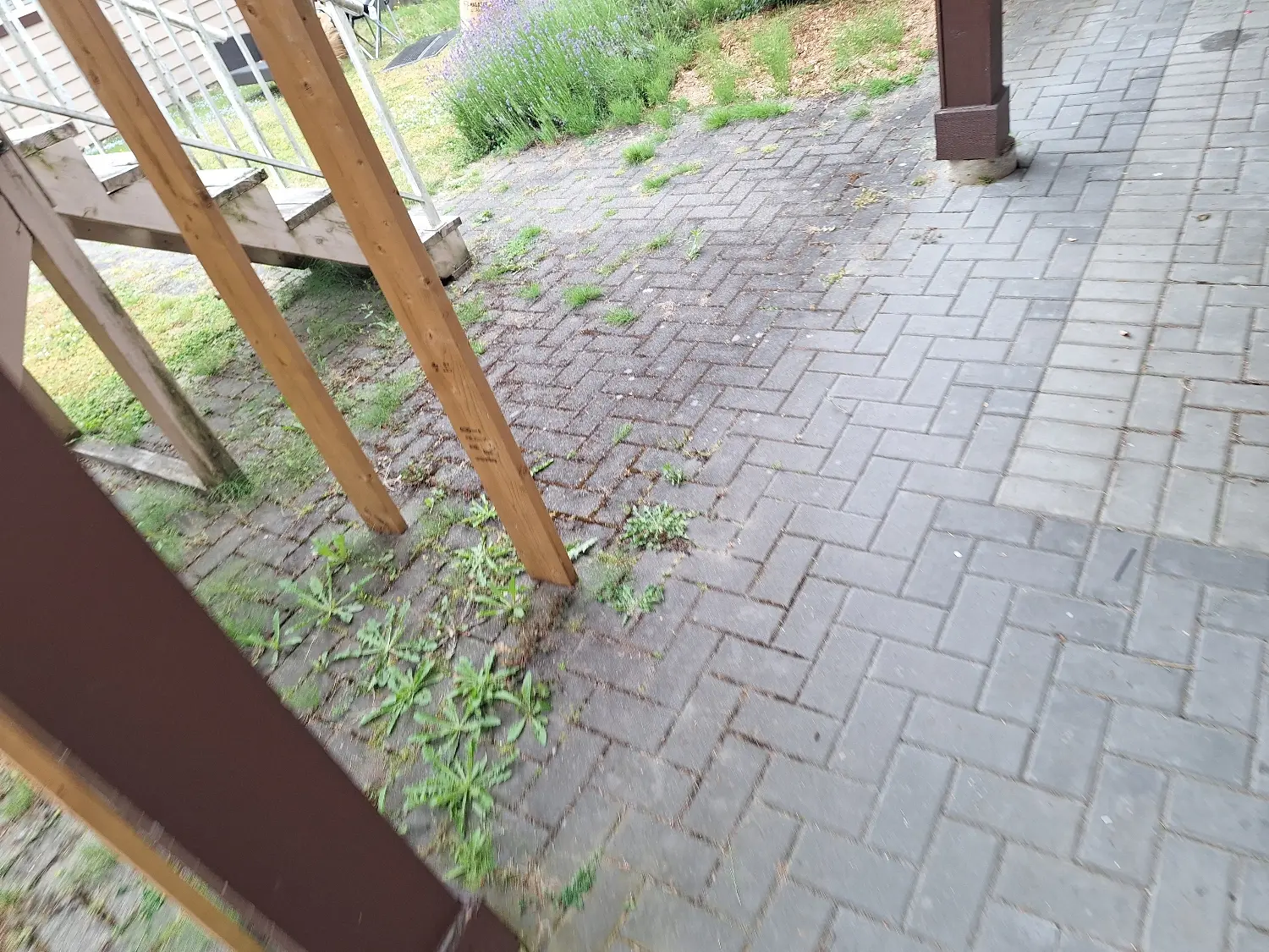 Moss and weeds growing between deck paving stones
