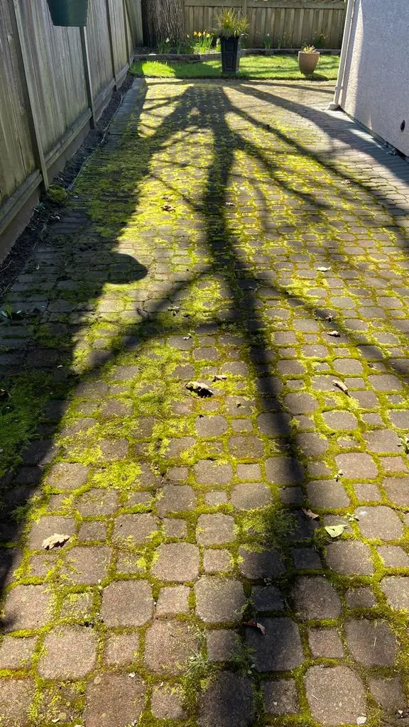 Moss-covered paving stones before pressure washing in Vancouver